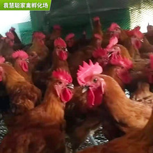 家禽綠殼蛋雞苗