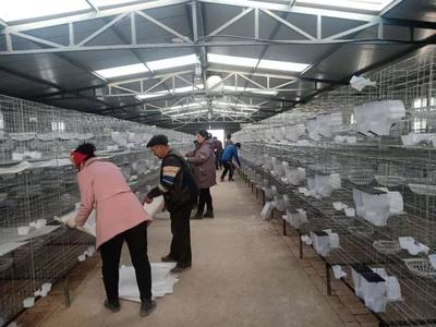 「產業振興」阿克蘇普鄉干群一心 合力打造特色家禽養殖基地