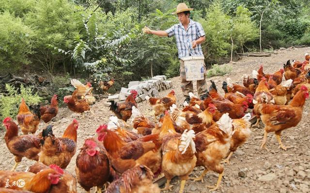 養殖豬牛羊雞鴨鵝如何設計糟渣類全價飼料配方
