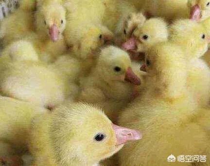 肉鴨、鵝養殖失敗的原因有哪些?