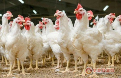 正大養雞加盟優勢有哪些?正大養雞加盟怎么樣?