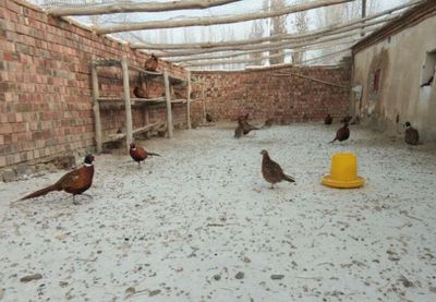 農村致富之路,選擇正確的養殖項目