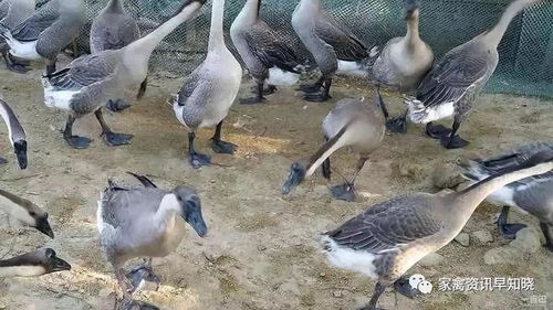 肥多寶,肥多寶用了都說好 這么低成本高效益的肥多寶你確定不來搶嗎