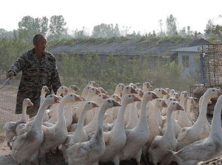 雞鴨鵝都是家禽,為何農村養雞鴨的多,養鵝的卻很少 鵝難養嗎