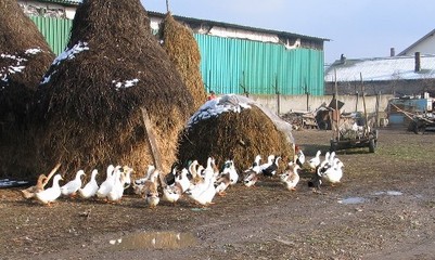 羅馬尼亞采取措施積極應對禽流感