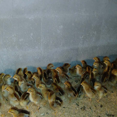 余姚市樂安湖家禽養(yǎng)殖場