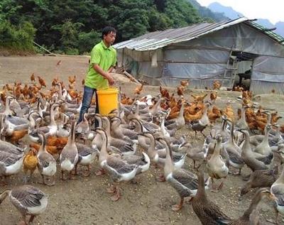美女養(yǎng)殖家禽,大力發(fā)展家庭養(yǎng)殖業(yè)