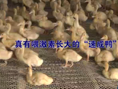 “激素鴨”是真還是假,網(wǎng)絡上傳的“喂激素”可信嗎?