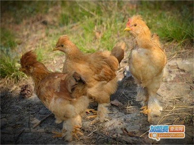 九斤黃雞養(yǎng)殖