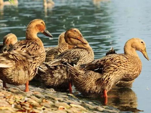 疫苗vs抗體,50億只水禽更受青睞誰