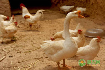 土雞和大鵝混養(yǎng)有這四大好處,養(yǎng)殖戶看過來!