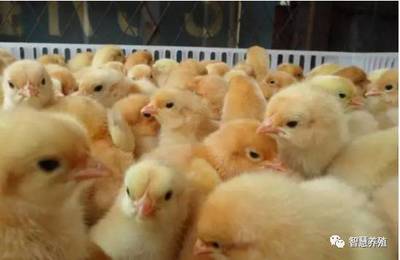 未來什么樣的養(yǎng)殖場才能生存