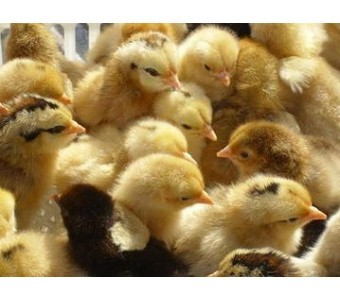 [供]湖南衡陽新華禽業廠家直銷大量供應優質新華V系青腳土雞苗_雞_家禽_禽類養殖_農產品養殖_供求_中國易農網