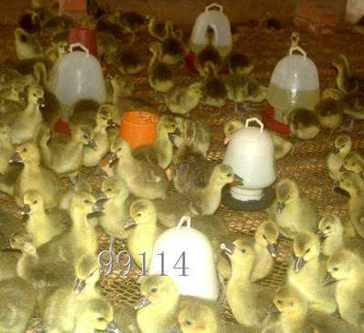 狼頭鵝飼養技術