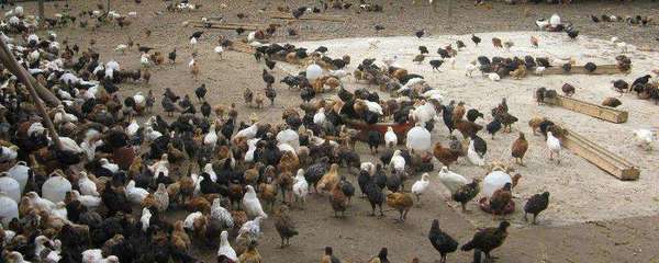 北方養殖什么動物致富