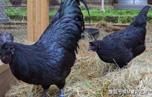世界上最黑的雞,曾炒到40萬一只,土豪想吃都要 三思后行