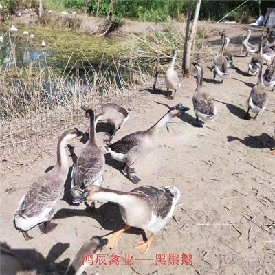 云浮馬崗鵝苗種苗養殖場包成活