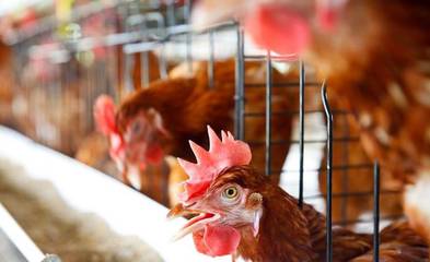 雞肉價格持續低位運行,家禽養殖上市公司業績同比下滑