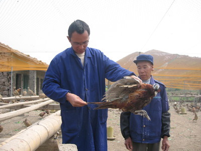 飛翔家禽養殖合作社 - 三門新聞 - 三門新聞網