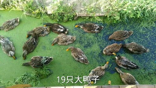 野外遇到19只大鴨子,長得那么大,真擔心半夜有人來組隊
