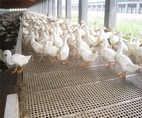 家禽精準化養殖設備 大牧源機械 家禽精準化養殖設備聯系方式