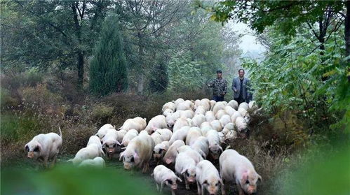 九大玩法,讓森林旅游與林下經濟完美 混搭