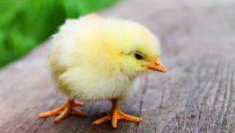 養雞打針的禁忌和技巧,你知道多少