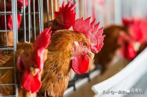 養雞行業正走向 兩極化 未來兩年,預計80 家禽養殖都將處于虧損狀態