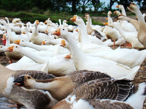 俄羅斯停止從愛沙尼亞進(jìn)口家禽產(chǎn)品,除了雞蛋,還有很多禁止