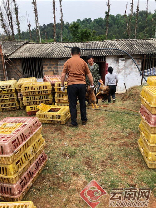 祿豐 創新家禽養殖模式助推養殖戶增收 要聞 楚雄頻道 云南網