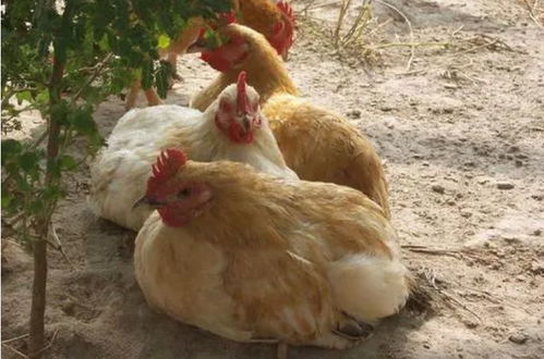 養(yǎng)雞催肥用什么藥效果最好 養(yǎng)雞戶快來學(xué)
