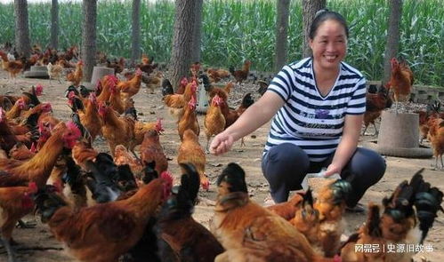 農(nóng)村俗語 雞不三年,犬不六載 ,禽畜養(yǎng)久生禍端,有無道理