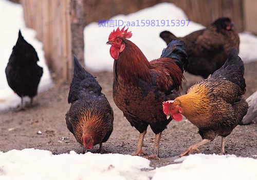 規(guī)模養(yǎng)殖場(chǎng)春季如何預(yù)防家禽呼吸道疾病