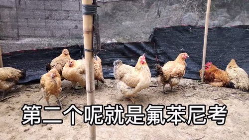 家禽常見的幾種病蟲,養(yǎng)雞人一定要知道,應(yīng)該如何防治