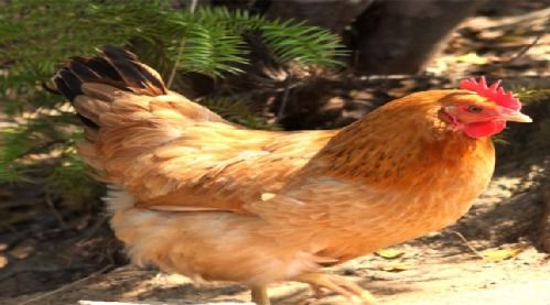 彭陽特產(chǎn) 月子雞蛋