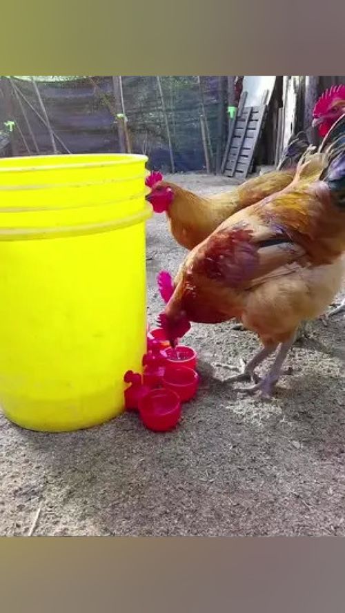 搞家禽養(yǎng)殖的,建議制作一個(gè)這樣的自動(dòng)飲水器,自動(dòng)補(bǔ)水,不用人看 三農(nóng) 養(yǎng)殖設(shè)備 家禽養(yǎng)殖