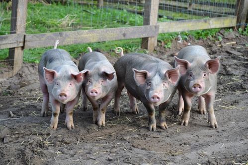 飼養(yǎng)豬家禽家畜圖片 攝影圖 下載至來源處