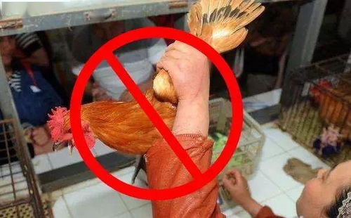 廈門菜市場(chǎng),以后可能買不到活雞活鴨了