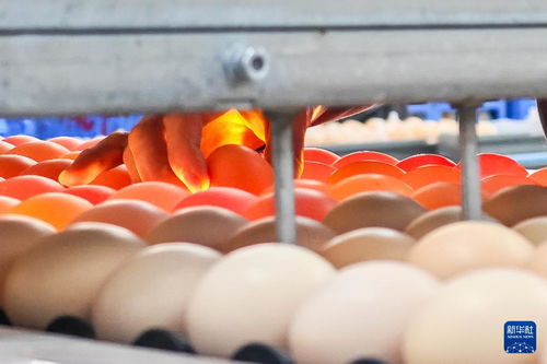 高質(zhì)量發(fā)展調(diào)研行丨湖南石門 智慧養(yǎng)雞 暢銷市場(chǎng)