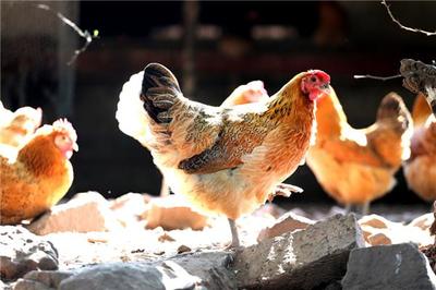 老鄉(xiāng)雞破局:從養(yǎng)殖體系到餐飲戰(zhàn)略,老鄉(xiāng)雞走了37年