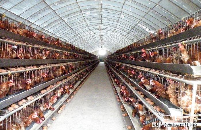 智慧家禽養(yǎng)殖:雞舍環(huán)境監(jiān)控系統(tǒng)_平臺(tái)