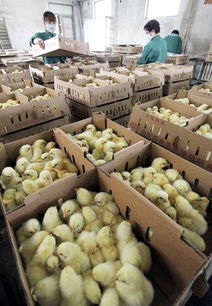 山東臨沂家禽養(yǎng)殖戶 抄底補欄