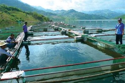 如何應(yīng)對由于氣候變化導(dǎo)致水產(chǎn)養(yǎng)殖疾病的困難