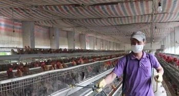 家禽養(yǎng)殖基礎(chǔ)知識大全,養(yǎng)殖新手必備