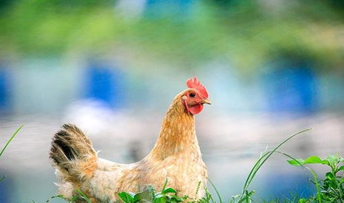 65歲肝硬化老人,不愿拖累子女,回老家調(diào)養(yǎng),卻有意想不到的效果