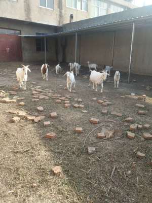 蒙城縣廷建家禽養(yǎng)殖專業(yè)合作社