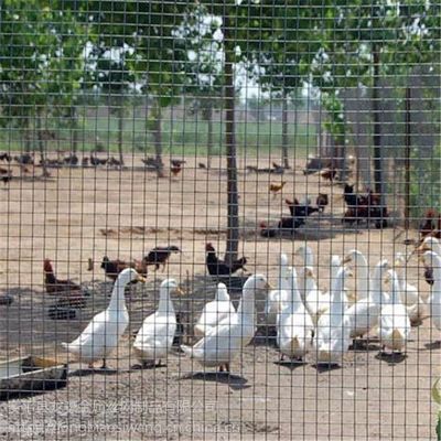 河北衡水養(yǎng)殖鐵絲網(wǎng)