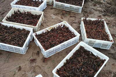 重慶市南川區(qū)張勇水產(chǎn)養(yǎng)殖場