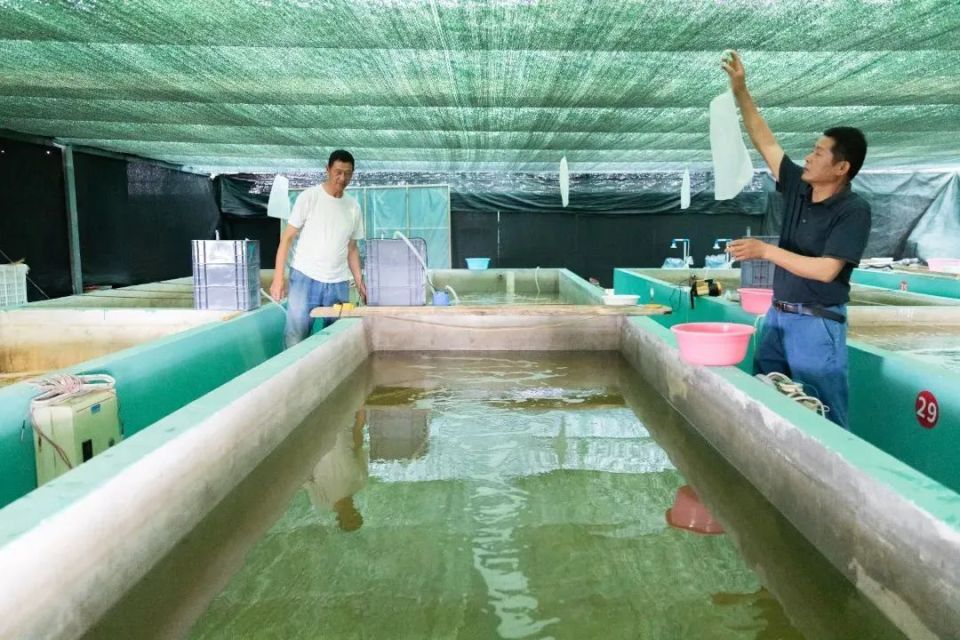 “江南第一名魚”,有望重回餐桌!