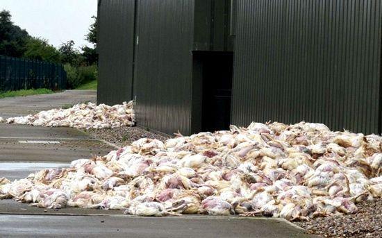 英國受高溫天氣影響 逾千只養(yǎng)殖場家禽意外死亡